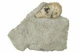 Cystoid (Holocystites) Fossil - Indiana #190993-1